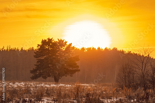 Astonishing winter sunset over the field with Isolated pine tree
