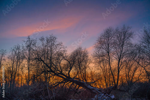 Silhouette of bare trees at winter sunset with pink  rose and blue sky