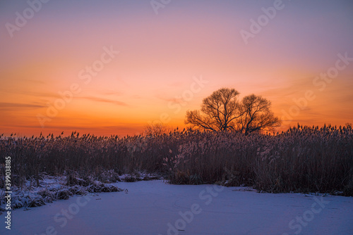 Winter sunset over the frozen river with dry grass, gradient sky and isolated tree © MKozloff