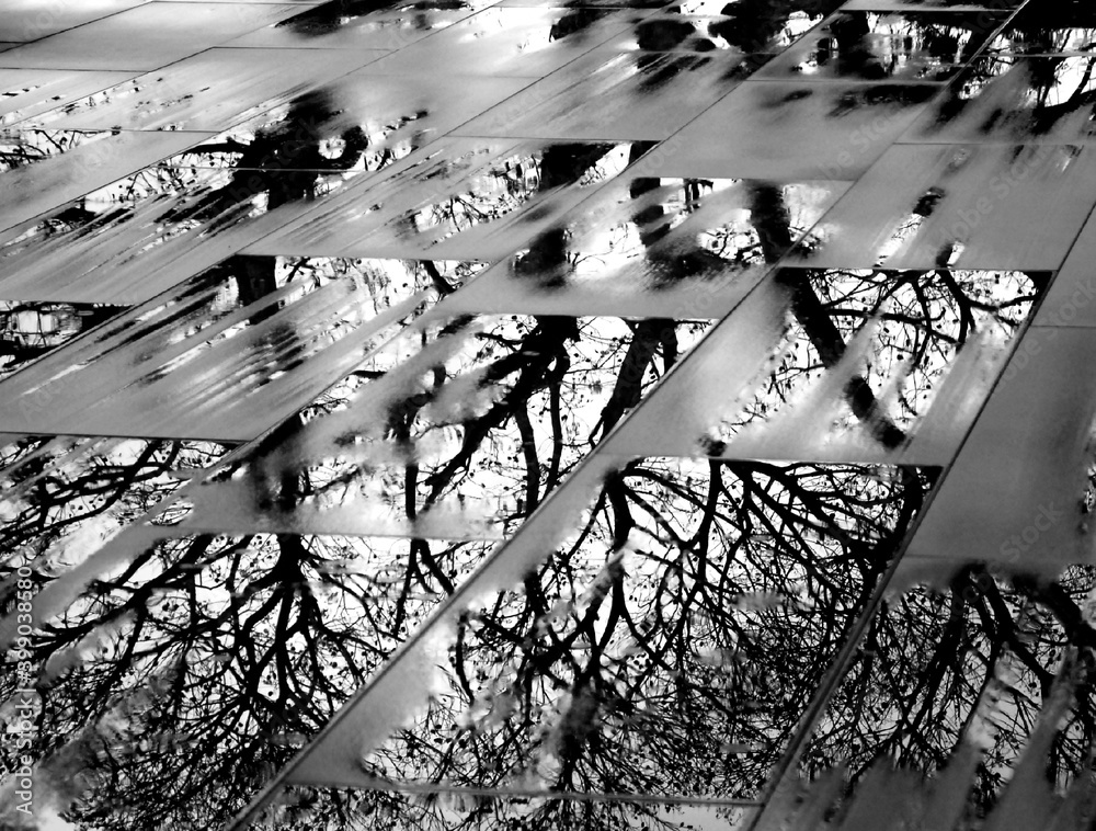 Φωτογραφία Reflection of tree on concrete floor wet by rain, city of Porto Alegre, state of