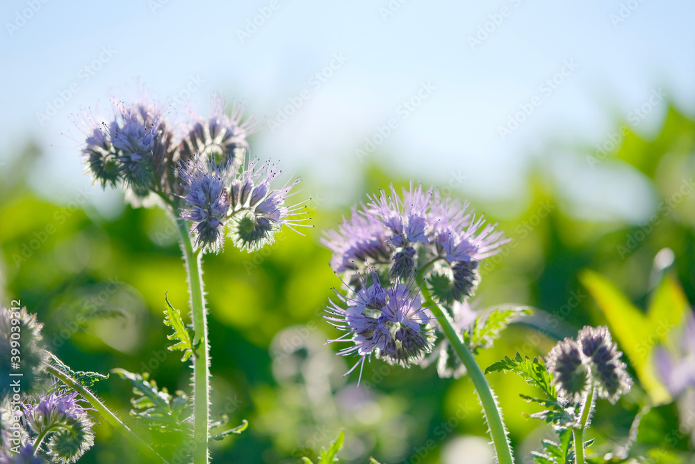 Feldblumen 