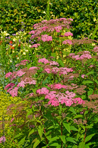  Achillea Pink Terracotta in a cottage garden