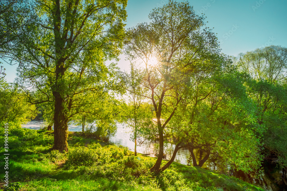 Sun Shining Through Branch And Foliage Of Oak Tree At Spring Season. Deciduous Forest Summer Nature In Sunny Day Sun Shining Through Branch And Foliage Of Oak Tree At Spring Season. Deciduous Forest Summer Nature In Sunny Day