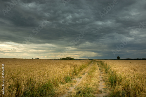 Dirt road in a grain field and dark clouds on the sky