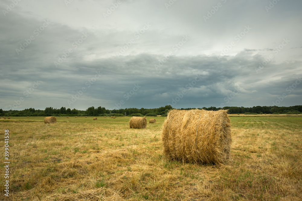 Round hay bales on the field and gray clouds on the sky
