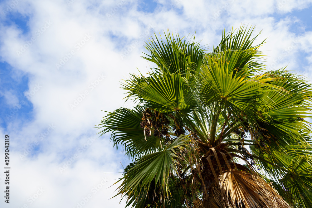 palm tree with dry leaves against the sky. rest and travel. tropics. 