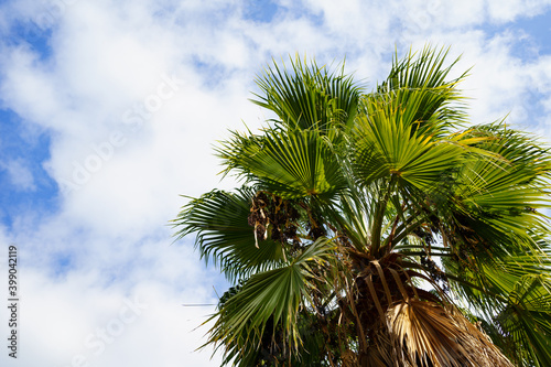 palm tree with dry leaves against the sky. rest and travel. tropics. 