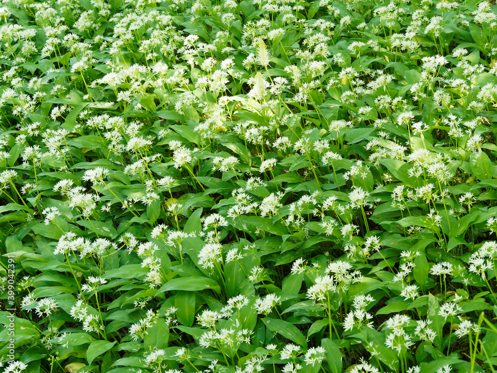 (Allium ursinum) Bärlauch. Blütenstand (Allium ursinum) Bärlauch. Blütenstand
