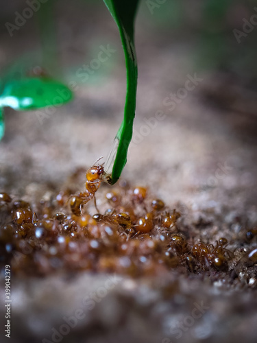 Ant drinking water photo
