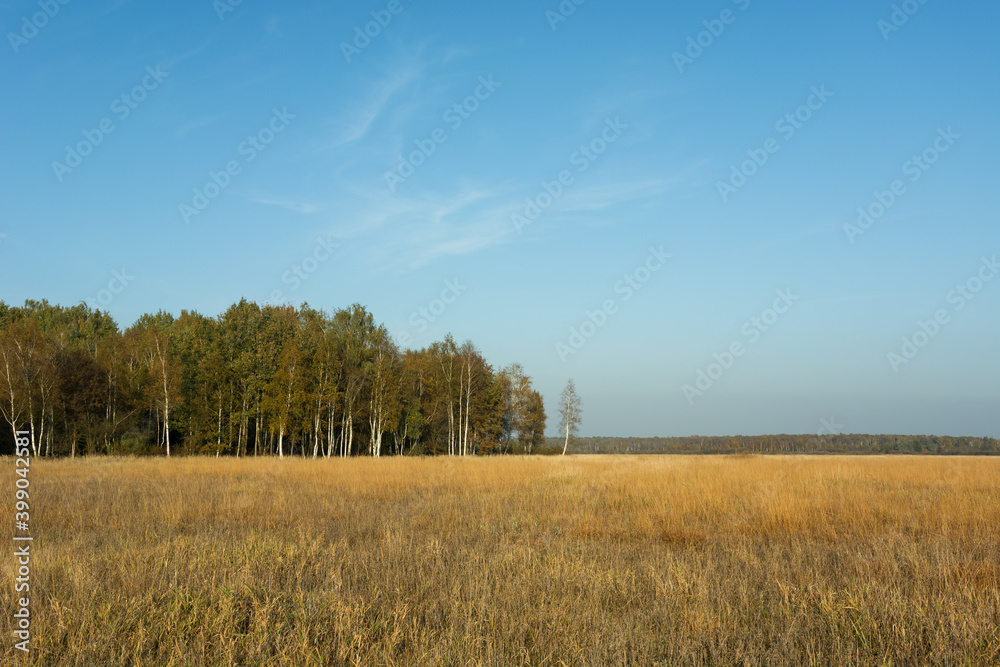 Dry grasses in the meadow, forest and blue sky
