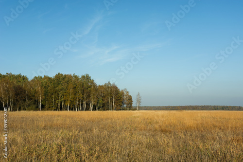 Dry grasses in the meadow  forest and blue sky