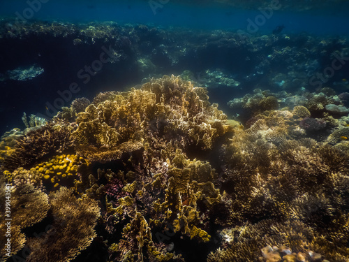 sun shines on corals under the surface in the sea