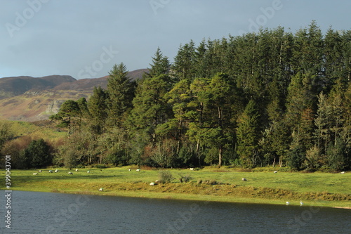 Doon Lough with sheep grazing in sunlight on pastures against backdrop of forest and overcast skies on winter day. County Leitrim, Ireland