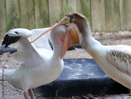 White pelican feeding it's young.
