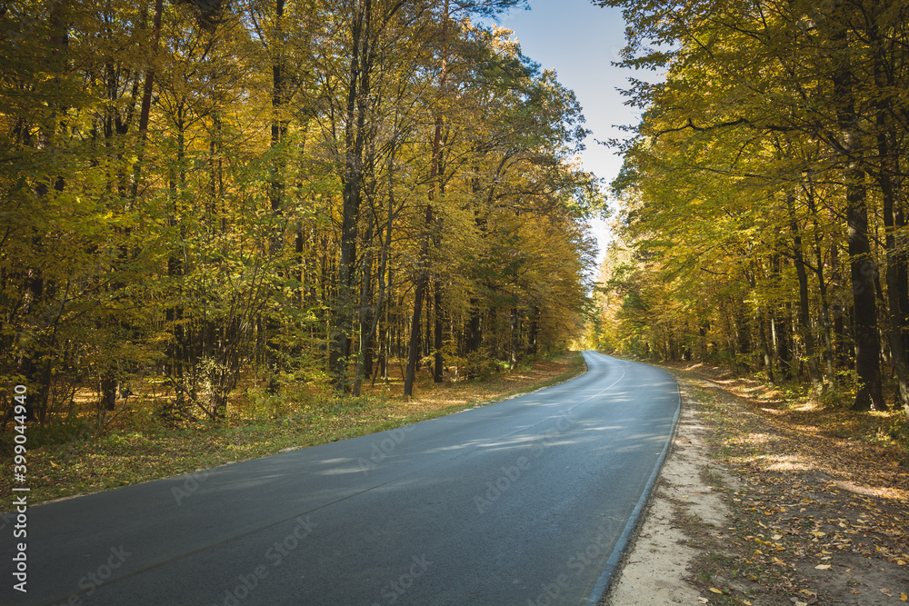 Asphalt road in the autumn orange forest Asphalt road in the autumn orange forest