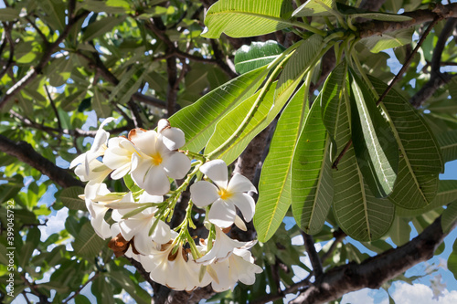 White flower (Frangipani or plumeria) in green leaf with clear blue sky in background.