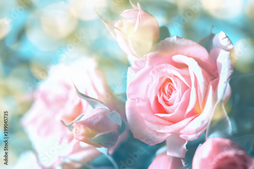 Beautiful pink and beige roses blossom background. Faded colors. Shallow dept...