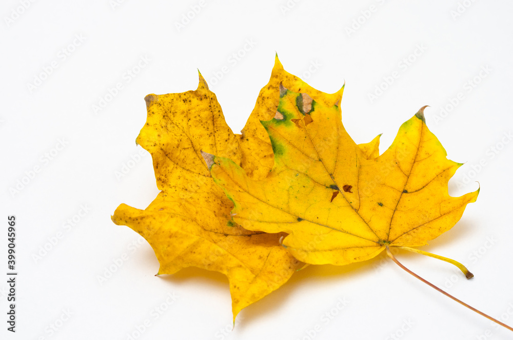 Close-up of rusty leaves on a wooden background. Close-up of rusty leaves on a wooden background.