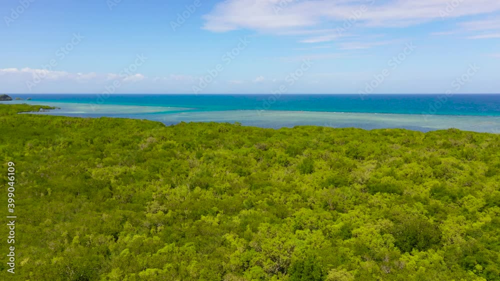Tropical mangrove green tree forest and a blue sky with clouds. Bohol,Philippines