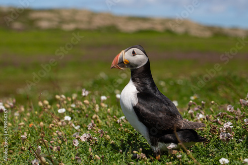 Puffin On Skomer