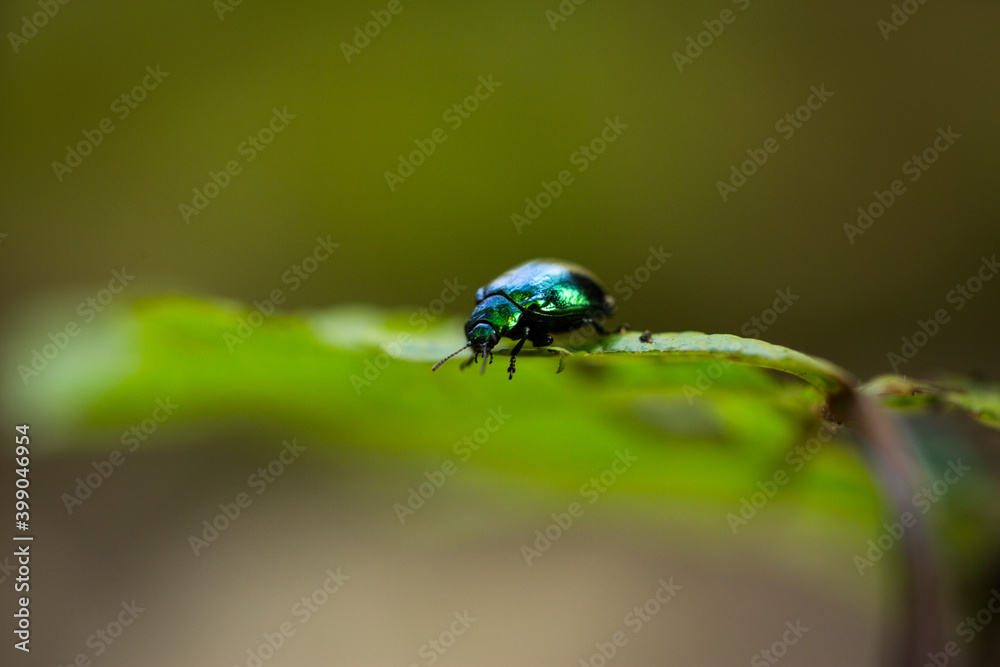 Fototapeta premium Iridescent Green Beetle