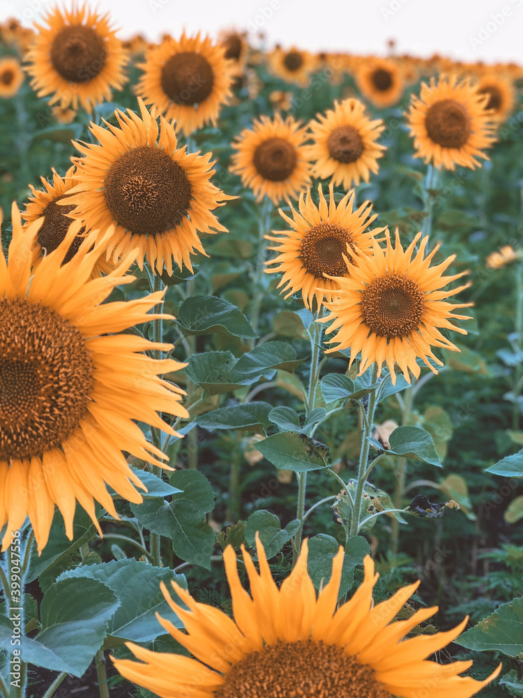 Fototapeta premium field of sunflowers