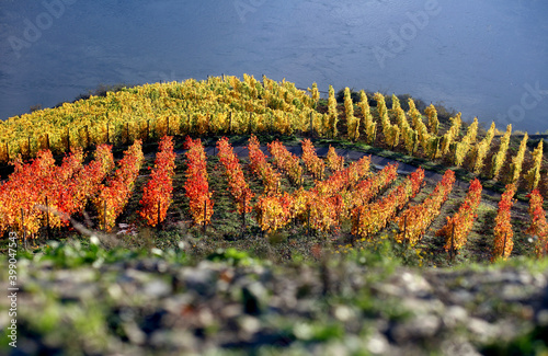 Herbst am Rhein in den Weinbergen bei Bingen