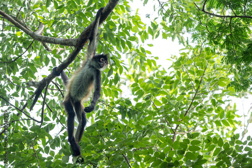 Yucatan Spider Monkey in Punta Laguna Reserve, Mexico © Angiolo