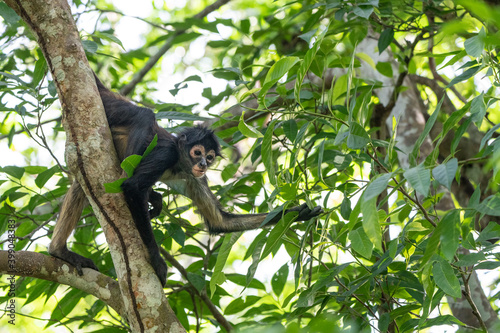 Yucatan Spider Monkey in Punta Laguna Reserve, Mexico