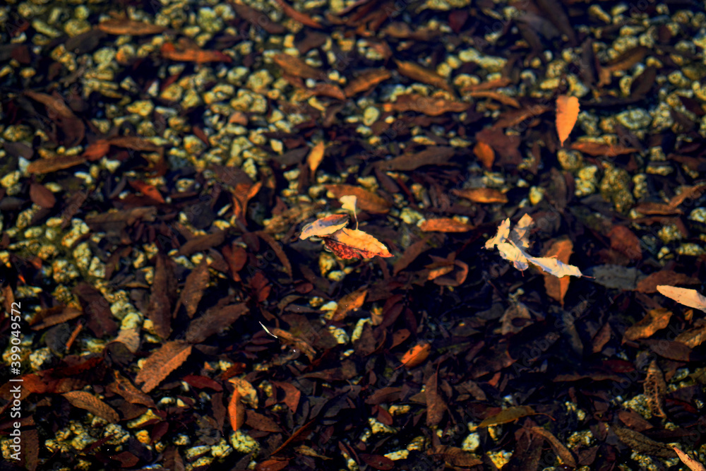 水の中に沈む落ち葉と浮く落ち葉