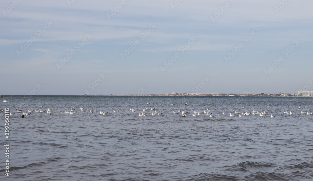 Sky sea seagulls panorama horizon walk, autumn
