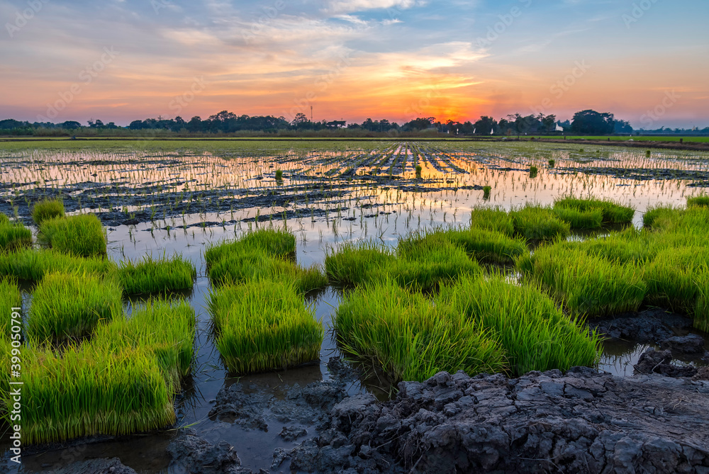 Photo of young rice plants ready for planting,in a rice field 
The background is a wide rice field in the evening.