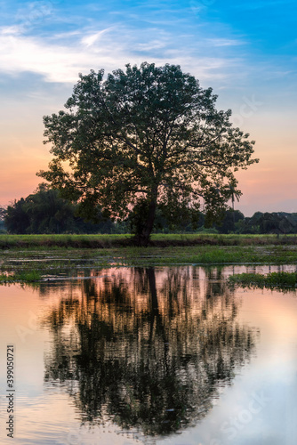 The water reflection of the big tree in the field