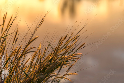 Close-up of a silhouette Dry grass on a sunset background. 