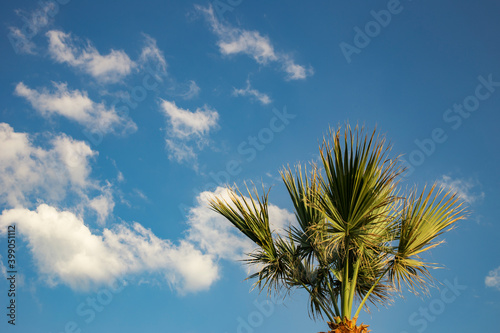 The palm trees in Turkey. © feyyazalacam3399