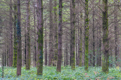 ladock woods in winter cornwall England uk  photo