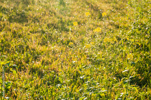 evening sunlight on a meadow with white mustard