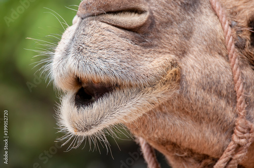 Camel in Tangier, Morocco, funny close up. A cute camel with his mouth open and his teeth