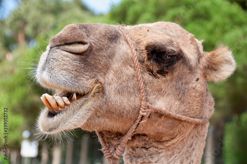 Camel in a park of Tarifa in Morocco  funny close up. A cute camel with his mouth open and his teeth