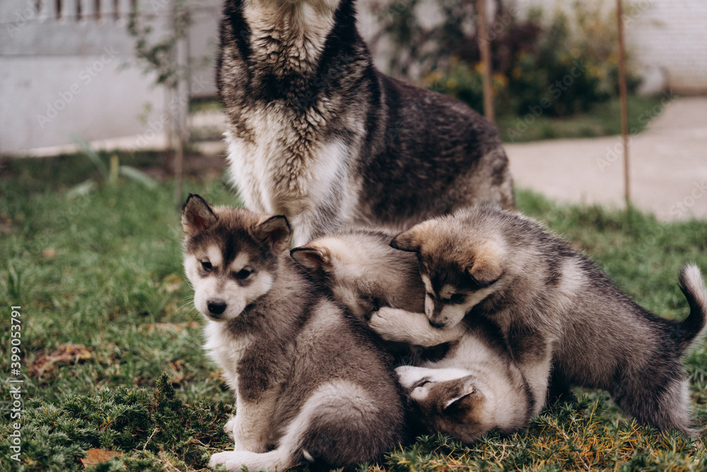 family of Alaskan malamutes, mom and puppies, fluffy happiness, dogs playing