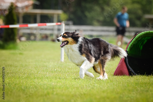 border collie in agility tunel. Amazing day on czech agility competition. They are middle expert it means A2.