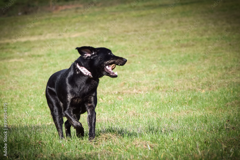 Black dog is running in autumn nature. She is so cute dog. Black dog is running in autumn nature. She is so cute dog.