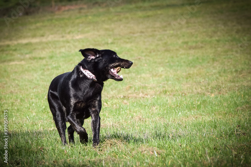 Black dog is running in autumn nature. She is so cute dog.