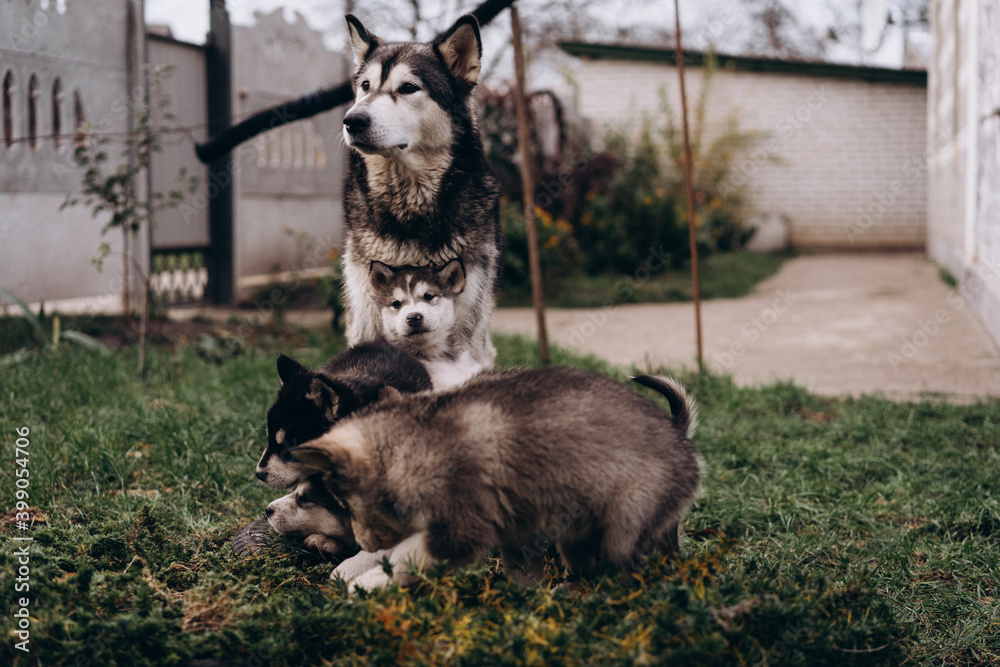 family of Alaskan malamutes, mom and puppies, fluffy happiness, dogs playing