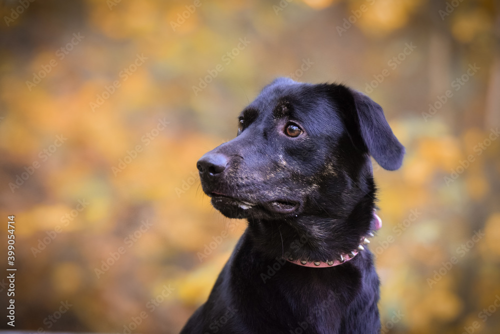 Black dog is standing in autumn nature. She is so cute dog. Black dog is standing in autumn nature. She is so cute dog.