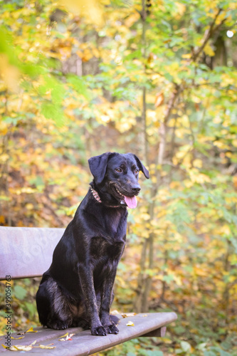 Portrait of black dog who is sitting on bench in autumn nature. Amazing autumn atmosphere in Prague.