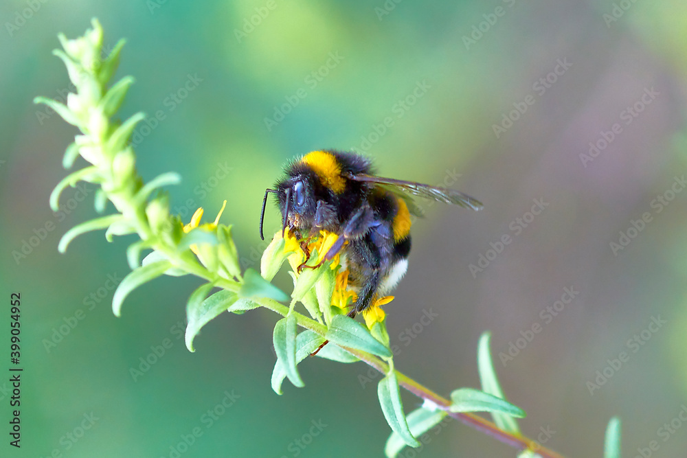 bee, insect, flower, macro, nature, honey, yellow, pollen, fly, summer, bumblebee, garden, spring, close-up, green, bumblebee on a flower, close-up, wild, pollination, flowers, nectar, bees, white, m
bee, insect, flower, macro, nature, honey, yellow, pollen, fly, summer, bumblebee, garden, spring, close-up, green, bumblebee on a flower, close-up, wild, pollination, flowers, nectar, bees, white, m