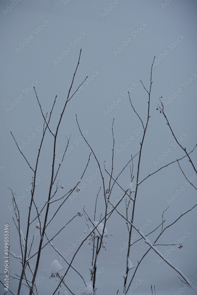 Snowfall over trees. Background with tree branches covered with a lot of snow Snowfall over trees. Background with tree branches covered with a lot of snow