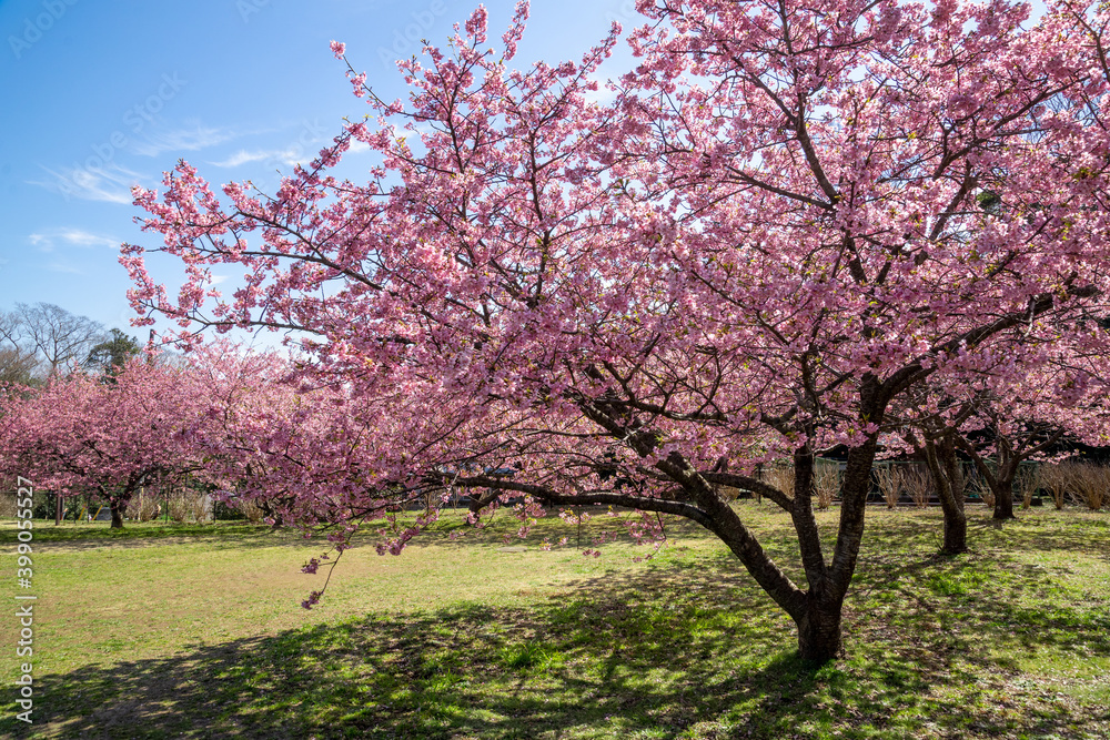 公園の河津桜 公園の河津桜