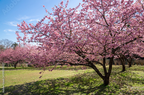 公園の河津桜